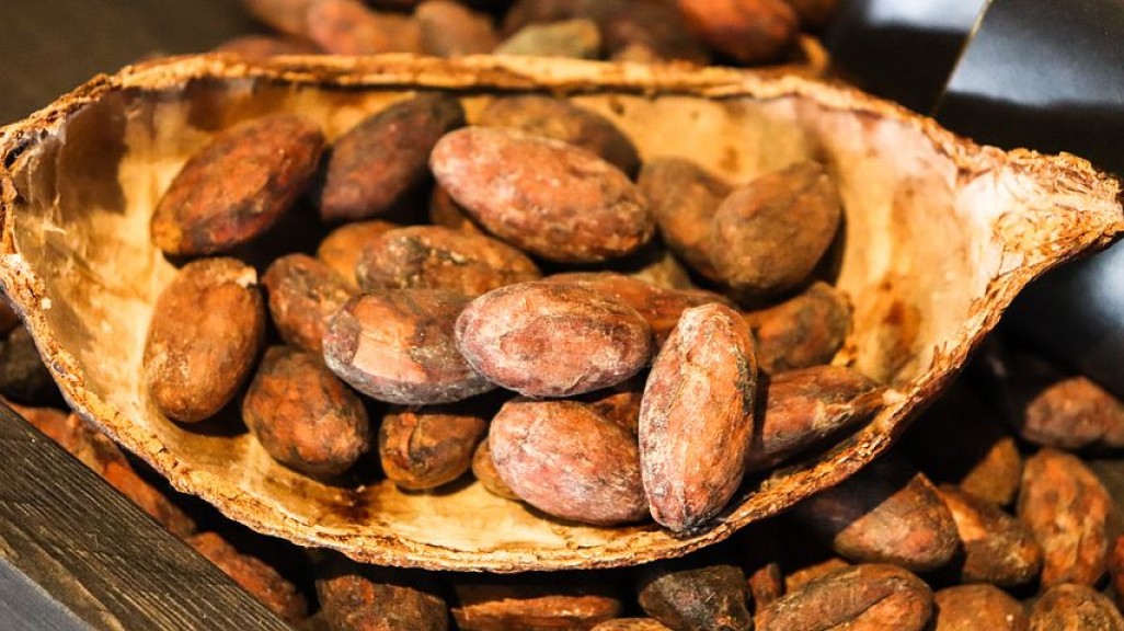 Kakao aus São Tomé genießt Weltruf