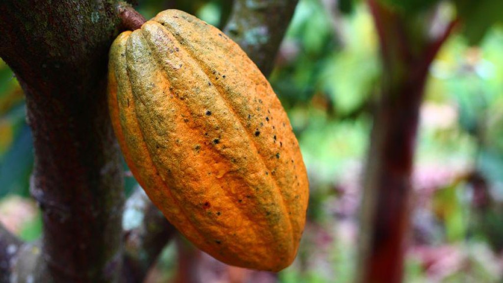 Kakao ist das Gold von São Tomé e Príncipe